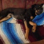 Dakota and Dudley in foster home!