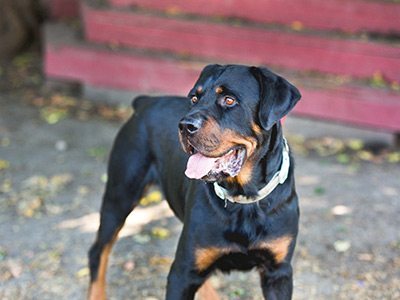 Moses is ready for his forever home!