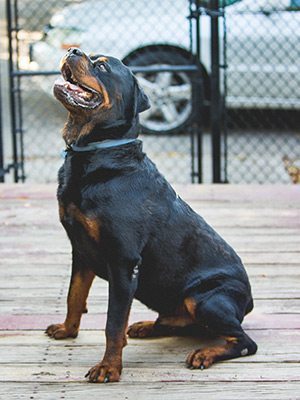 Phoenix is ready for his forever home!