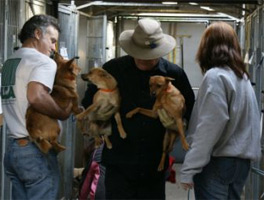Animal Resources at San Bernadino Shelter