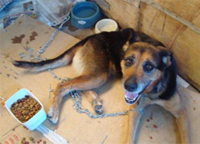 dog in Brazil shelter