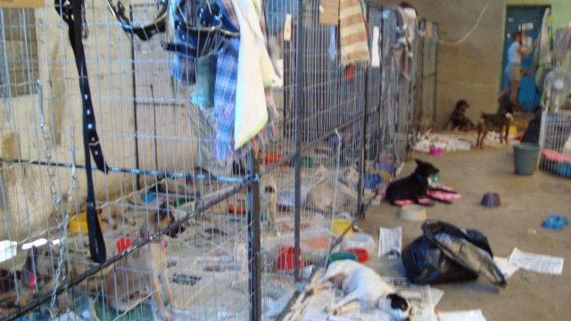 animals in a shelter in Teresopolis, Brazil