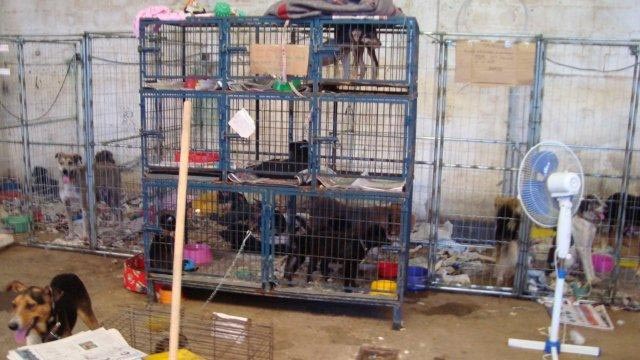 animals in a shelter in Teresopolis, Brazil