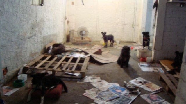 animals in a shelter in Teresopolis, Brazil