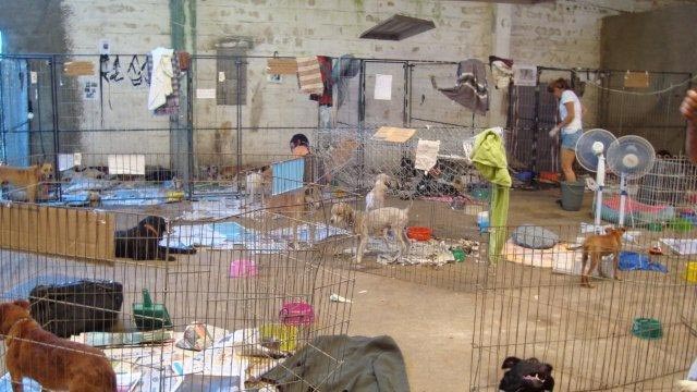 animals in a shelter in Teresopolis, Brazil