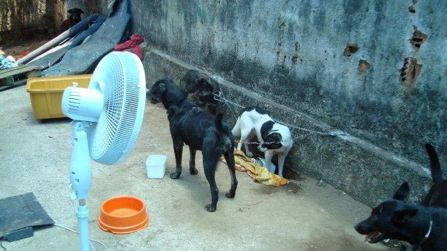animals in a shelter in Teresopolis, Brazil