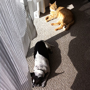 cat and dog lying in the sun together without fighting after having received 3 energy healing sessions