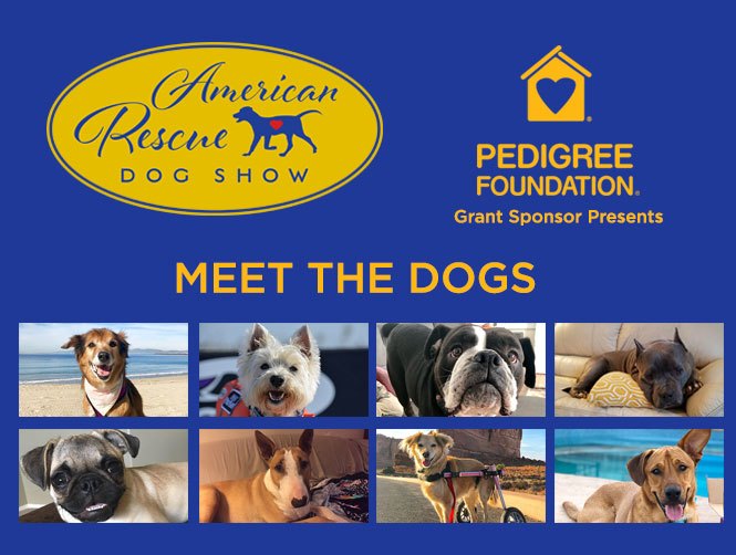 American Rescue Dog Show
